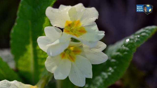 PIANTE E FIORI DELL'ORTO BOTANICO DI CAMERINO: LA PRIMULA смотреть онлайн