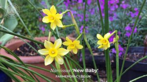 Narcissus 'New Baby' - FarmerGracy.co.uk