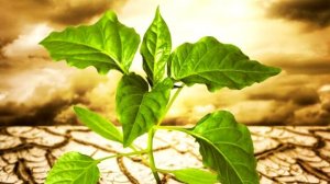 Как появились первые деревья? | Первое дерево на Земле. Первые деревья. Откуда появилось  дерево?