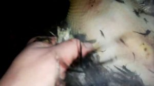 #Забой Петуха. Вес тушки. Неожиданный поворот.