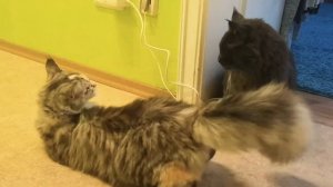 Вязка молодых Мейн-кунов