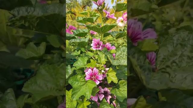 Malva sylvestris l Common Mallow plant #shorts #mallow #winterflower #gardening смотреть онлайн