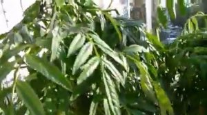 Появились бутоны на бархатцах. Если завяли, срочно обильно полить  и не перекормить азотом.