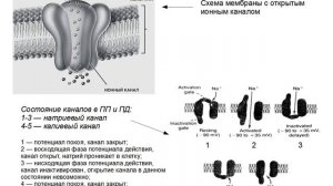 1. Нейрон. Свойства и функции