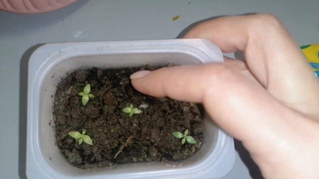 #Эустома. Первая подкормка эустомы через месяц после посева. #эустомавыращивание #эустомаизсемян