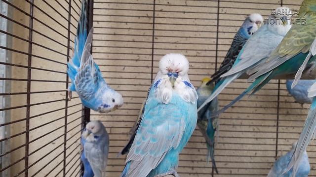 ? Учим попугая говорить. Урок 9: "Доброе утречко! Будешь чай?"