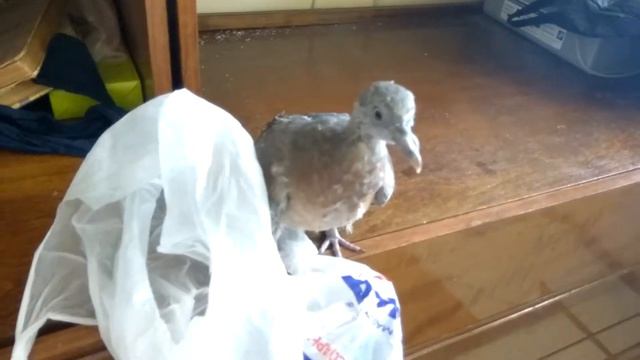 Вяхирь играет с пакетом смотреть онлайн