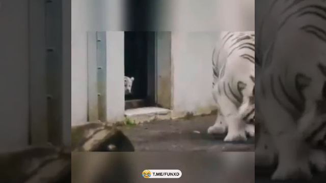 Вот это напугал😁 Улётные приколы😂 смотреть онлайн