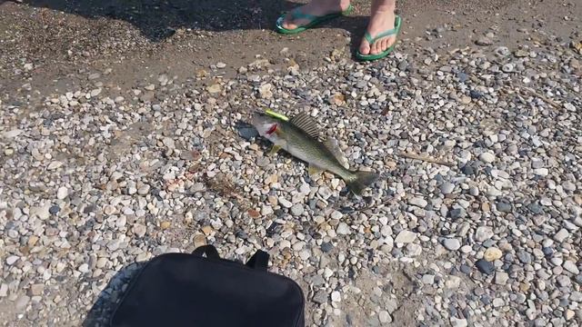 Судак. Поймал!!! смотреть онлайн