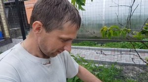 На облетнике у брянского матковода Ромы Лобковы...