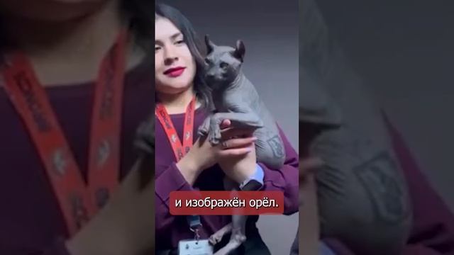 Кота-сфинкса с татуировками спасли из тюрьмы в Мексике