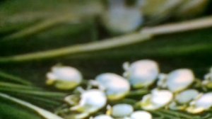 К нам приходит НовыйГод(Если танца будет мало,есть у танца поворот:мы станцуем всё сначала(наброски