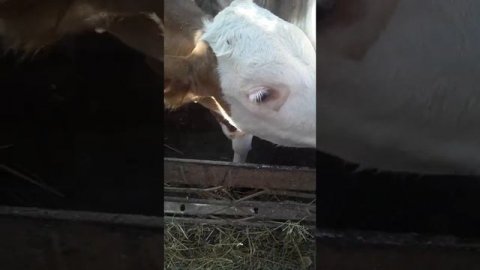 Сементал телёнок пьёт молоко