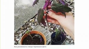 Цветок гинура уход в домашних условиях Фото видов Размножение черенками Полезные свойства
