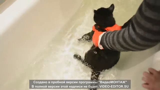 Купание черного кота смотреть онлайн