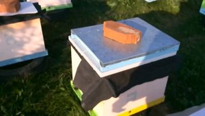 отводок с одной рамки пчелы