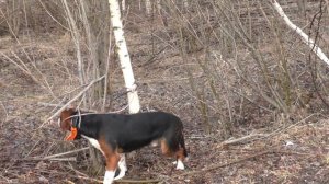 004 Нагонка Финской гончей  итог