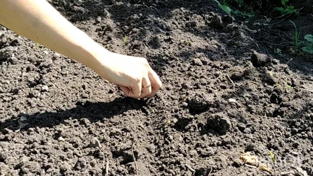 Посев пекинской капусты /Как сеять пекинскую капусту в открытый грунт/когда сажать пекинскую капуст