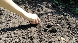 Посев пекинской капусты /Как сеять пекинскую капусту в открытый грунт/когда сажать пекинскую капуст