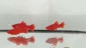 меченосец проброс от брокколи