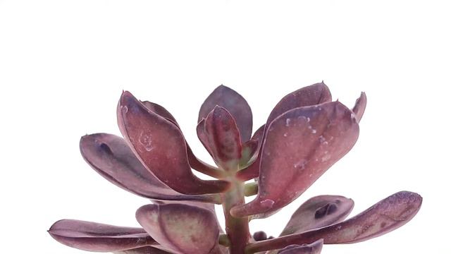 Echeveria nodulosa 'Maruba benitsukasa' смотреть онлайн
