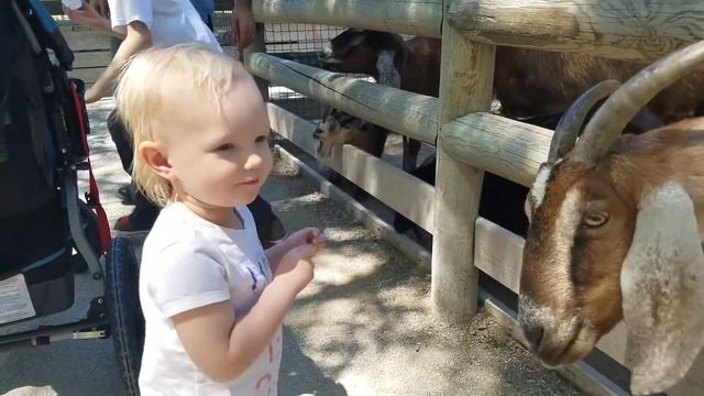 Дети в зоопарке. Приколы с животными. Смешные коты и собаки смотреть онлайн