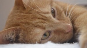 Александр Волощук - Кокетка Светка