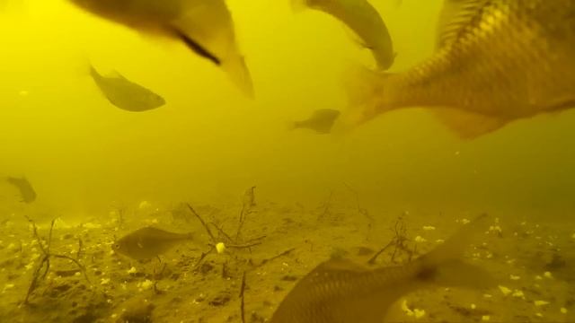 Горчак . Подводная съёмка. Мелочь :) смотреть онлайн