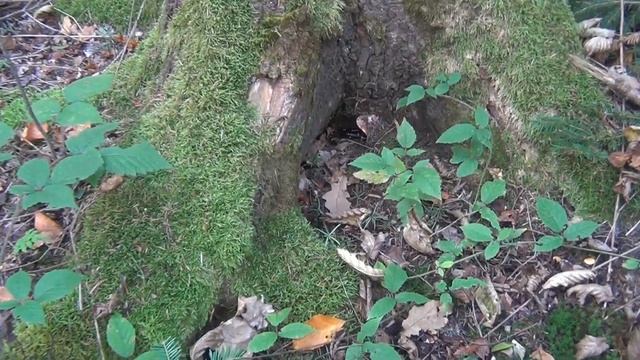 Прогулянка лісом, калинка, опеньки, осінні білі гриби, рижики. смотреть онлайн