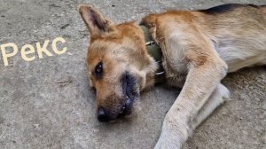 Во дворе волонтера