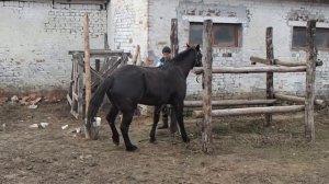 Трещина копыта у лошади. Лечение.