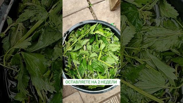 Удобрение из крапивы #Shorts