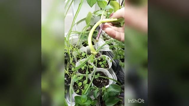 Георгины, прищипка и черенкование, эксперимент удался. смотреть онлайн