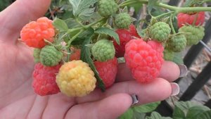 Малина сорт ЗЛАТА ЕСЕНА, ягоды розово абрикосового цвета  ягод