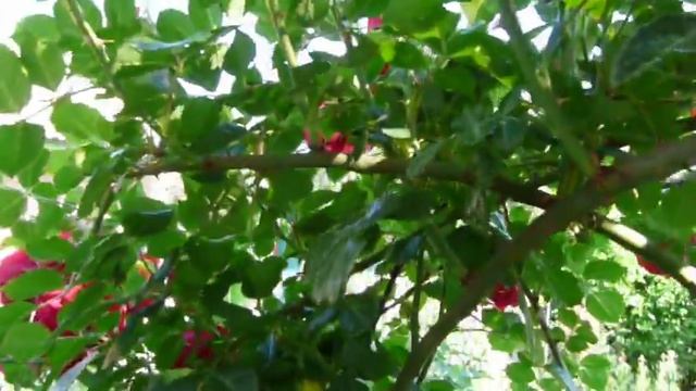 Цветет вьющая роза , красная . смотреть онлайн