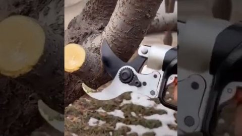 #МойИнструмент Инновационный супер электросучкорез - диаметр сучка более 50мм