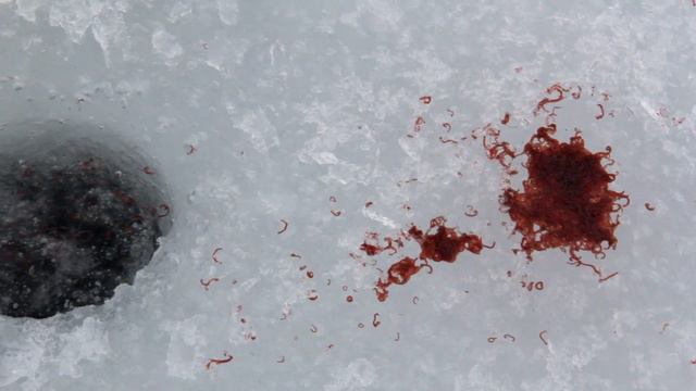 Открытый фестиваль Спортивная мормышка 2015. Лозовеньковское вдхр. смотреть онлайн