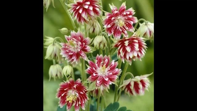 #Многолетники1 #Аквилегии #Цветы для сада и бизнеса от Ольги Шевчук смотреть онлайн