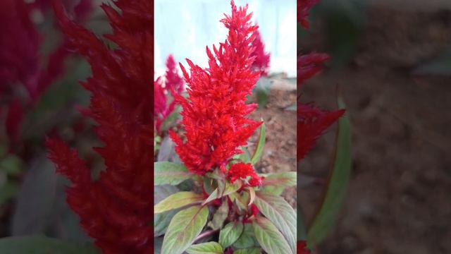 CELOSIA // beautiful flowers/amazing #fypシ #foryourpage #flowers #celosia