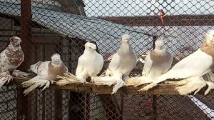 Оценка голубей на выставках