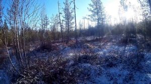 Охота на лося по первому снегу 2018