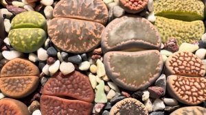 Литопсы/ Lithops. В поисках бутонов🔎. Спойлер: бутонов нет, но и без них камни прекрасны 19.08.2023