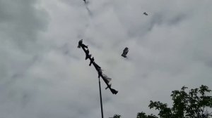 Полёт голубей