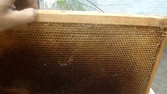 Как сделать ловушку & Ловля роев. смотреть онлайн