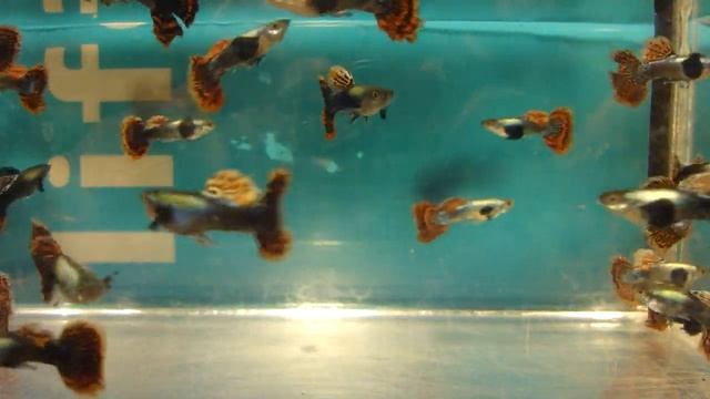 Гуппи "Слоновьи уши", (Platinum Mosaic Dumbo Big Ear Guppy). смотреть онлайн