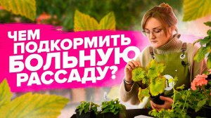 Дефициты питания рассады. Семена Алтая