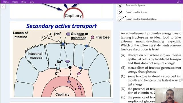 Digestive system Absorption GIT 5 by Dr Praveen, Curacao смотреть онлайн