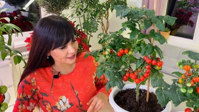 ТОМАТЫ В КАШПО. КАК ВЫРАСТИТЬ?