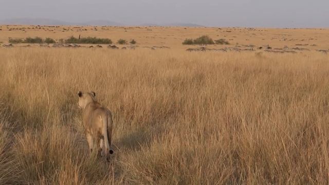 Львица заприметила стадо антилоп и зебр. Сафари. Кения. июль 2013 смотреть онлайн