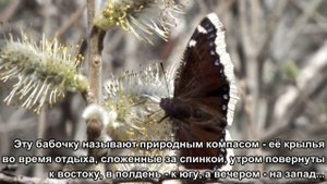 Бабочка Траурница или Царица Амазонок\the Mourning butterfly or the Queen of the Amazons